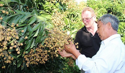 Đồng Tháp farmers make their fortunes from green agriculture - ảnh 2